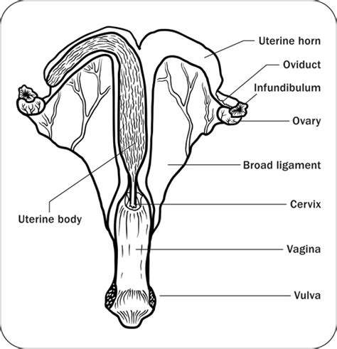 mare position|mare anatomy pictures.